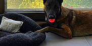 Viper participe au concours pour gagner de l'argent avec cette photo : dog, belgian_malinois, pet, indoor, dog_bed, toy, window, pillow, floor, tile, relaxed, brown, black, animal, houseplant, garden, daylight, playful, resting, cozy