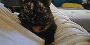 Maya participe au concours pour gagner de l'argent avec cette photo : cat, tortoiseshell_cat, blanket, indoor, living_room, couch, pillow, furniture, pet, fur, whiskers, eyes, cozy, relaxing, soft, home, domestic_animal, curious, animal, companion