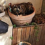 Maya participe au concours pour gagner de l'argent avec cette photo : cat, tortoiseshell_cat, plant_pot, terracotta, wooden_planks, leaves, basket, indoor_garden, rustic, pet, animal, relaxing, cozy, nature, home, feline, resting, brown, greenery, shadow