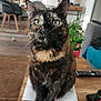 Maya a rejoint le concours — aidez-le/la à gagner de superbes lots ! cat, tortoiseshell_cat, pet, indoor, table, paper_towel, plant, remote_control, furniture, living_room, wooden_table, curious, sitting, whiskers, ears, eyes, floor, chair, couch, cozy