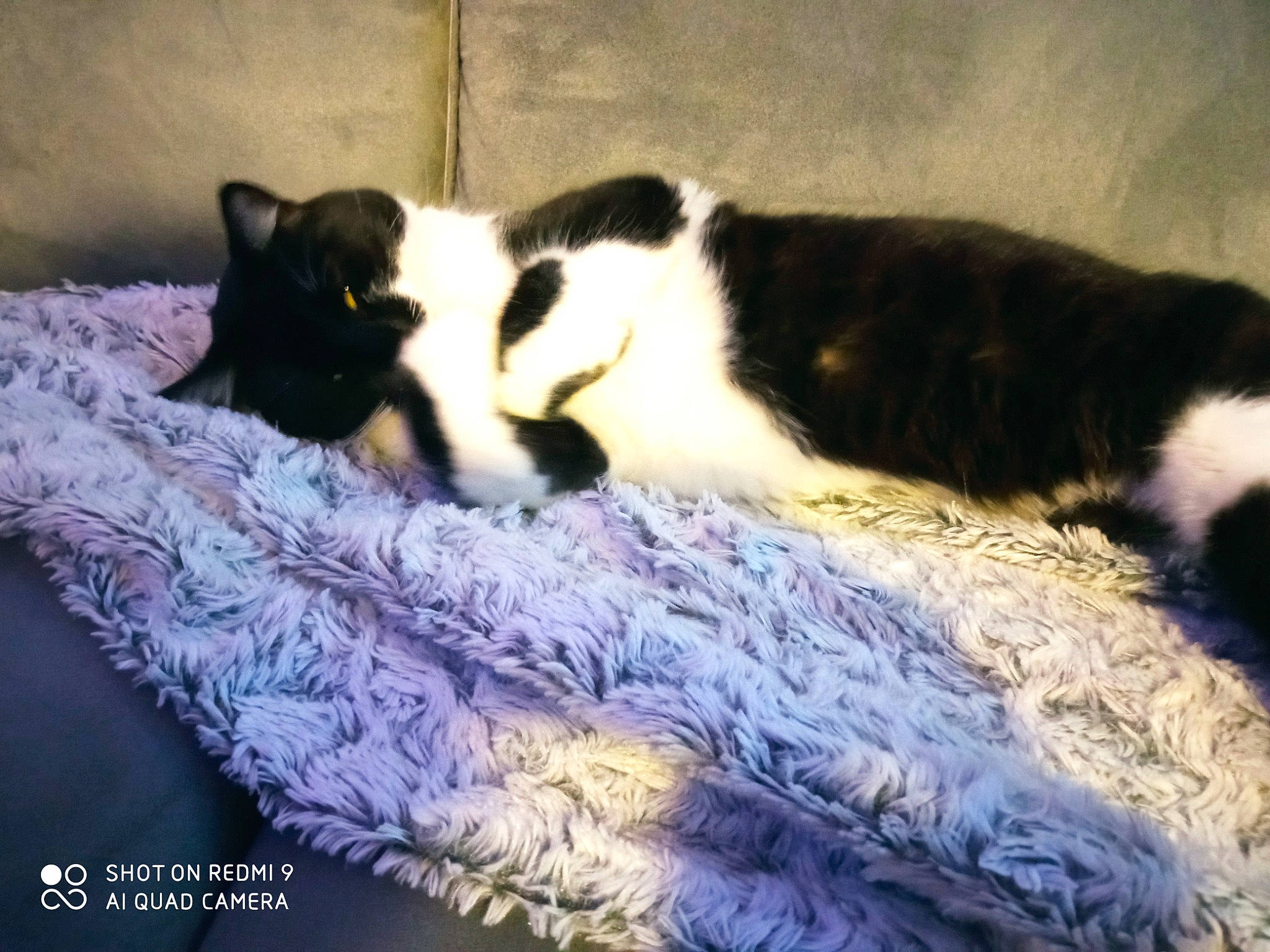 Gotham a rejoint le concours — aidez-le/la à gagner de superbes lots ! bedding, carnivore, cat, claw, cloud, comfort, domestic_short_haired_cat, felidae, fur, linens, nap, pattern, room, sky, small_to_medium_sized_cats, snout, tail, textile, whiskers, wood