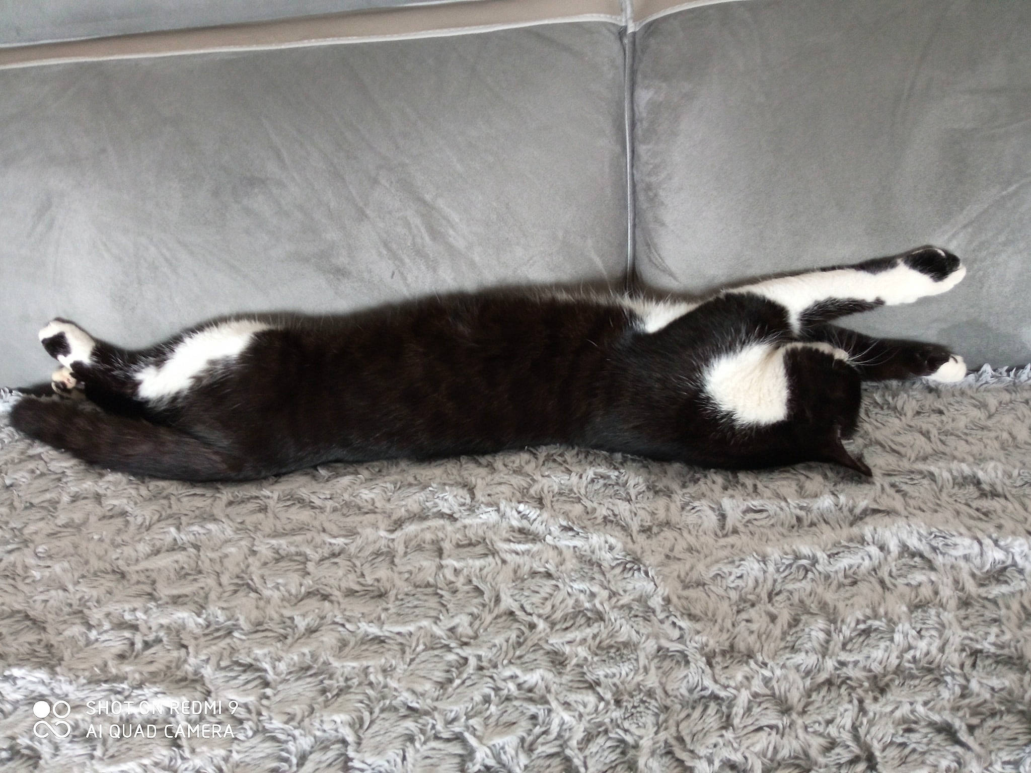 Gotham participe au concours pour gagner de l'argent avec cette photo : carnivore, cat, comfort, dog_breed, felidae, fur, monochrome, monochrome_photography, nap, paw, shadow, sleep, small_to_medium_sized_cats, snout, tail, terrestrial_animal, whiskers