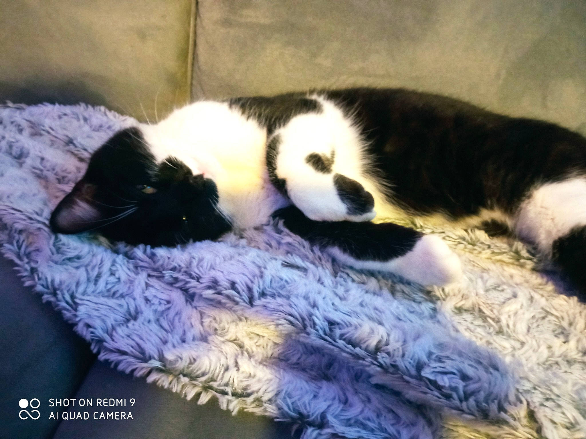 Gotham a rejoint le concours — aidez-le/la à gagner de superbes lots ! canidae, carnivore, cat, claw, comfort, dog_breed, domestic_short_haired_cat, felidae, fur, linens, mammal, paw, small_to_medium_sized_cats, snout, sporting_group, tail, terrestrial_animal, vertebrate, whiskers, wildlife