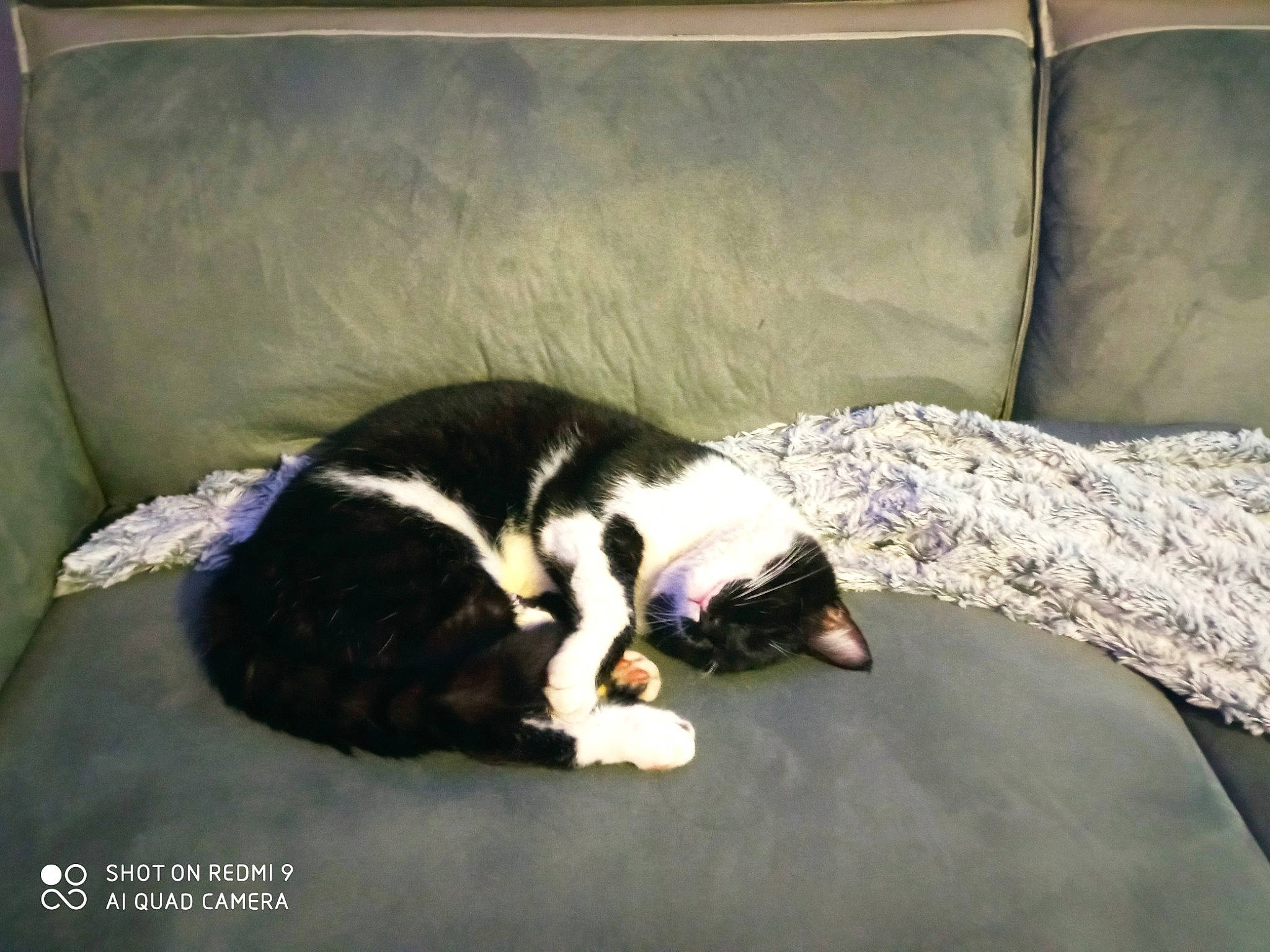 Gotham a rejoint le concours — aidez-le/la à gagner de superbes lots ! canidae, carnivore, cat, comfort, companion_dog, couch, dog_breed, domestic_short_haired_cat, felidae, flooring, fur, linens, nap, paw, room, small_to_medium_sized_cats, snout, sporting_group, tail, whiskers