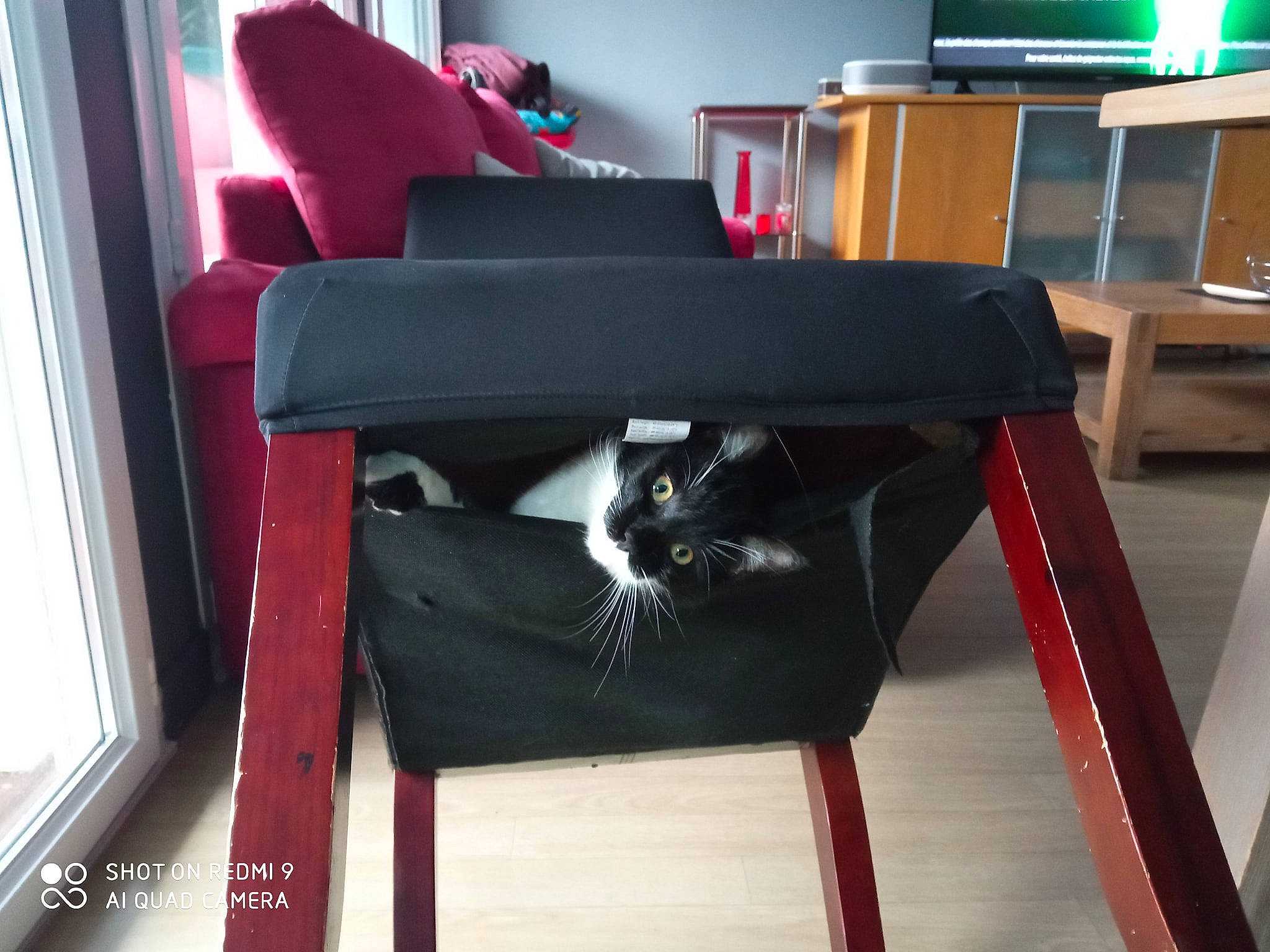 Gotham a rejoint le concours — aidez-le/la à gagner de superbes lots ! armrest, carnivore, cat, cat_supply, chair, comfort, felidae, floor, flooring, fur, furniture, hardwood, office_chair, room, sitting, small_to_medium_sized_cats, table, tail, whiskers, wood