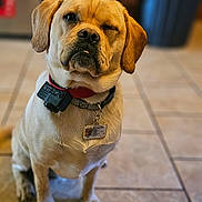 Apollo is registered to the contest to win money with this photo: dog, pet, animal, indoor, tile_floor, collar, tag, winking, sitting, ears, brown, cute, portrait, domestic_animal, canine, fur, friendly, companion, household, focus
