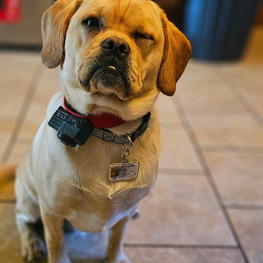 Apollo is registered to the contest to win money with this photo: animal, brown, canine, collar, companion, cute, dog, domestic_animal, ears, focus, friendly, fur, household, indoor, pet, portrait, sitting, tag, tile_floor, winking