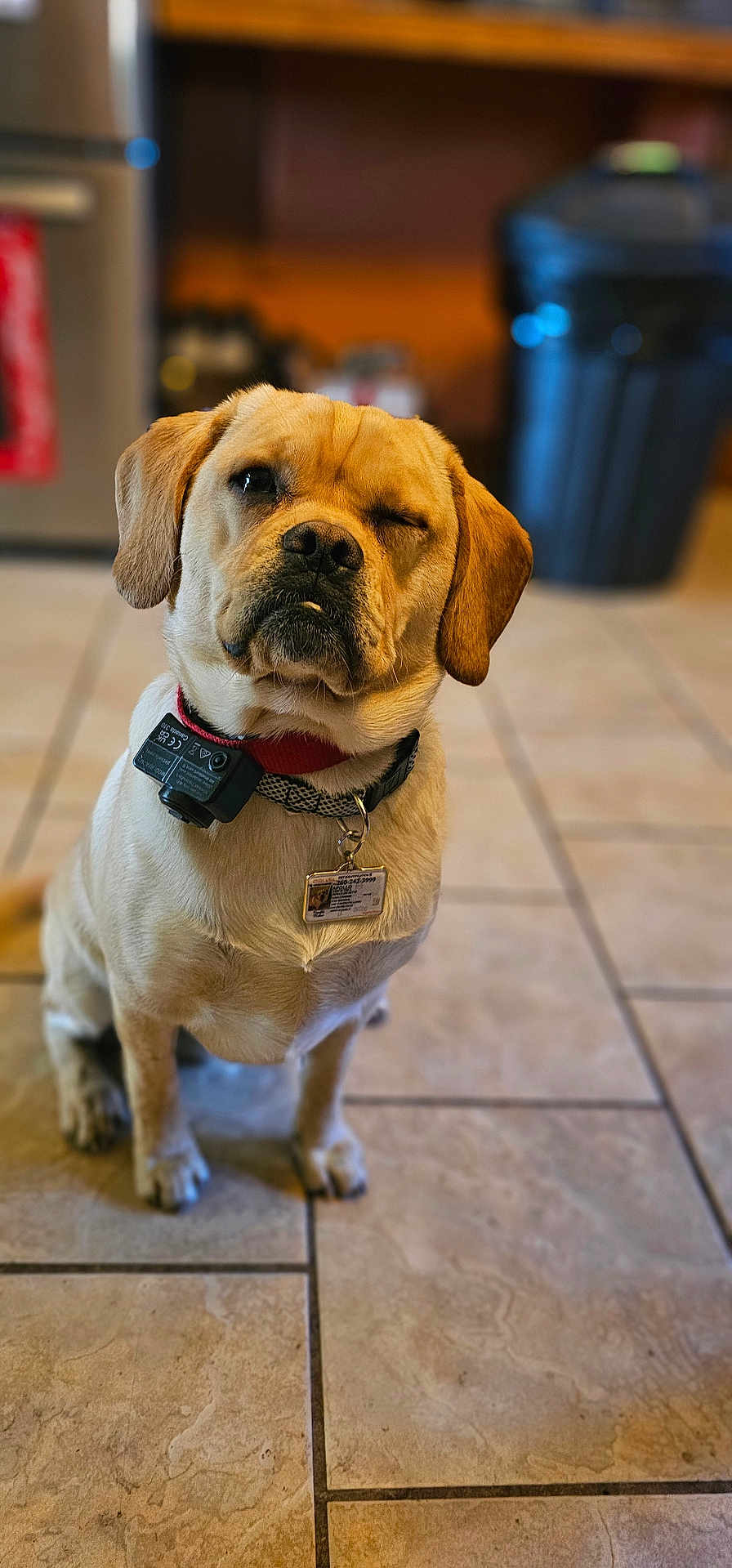 Apollo is registered to the contest to win money with this photo: dog, pet, animal, indoor, tile_floor, collar, tag, winking, sitting, ears, brown, cute, portrait, domestic_animal, canine, fur, friendly, companion, household, focus