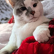 Mrs Parker joined the competition — help win amazing prizes! cat, close_up, animal, pet, feline, whiskers, paw, blanket, red_blanket, white_fur, gray_fur, outdoor, snow, winter, cozy, relaxed, portrait, soft_light, cute, domestic_animal