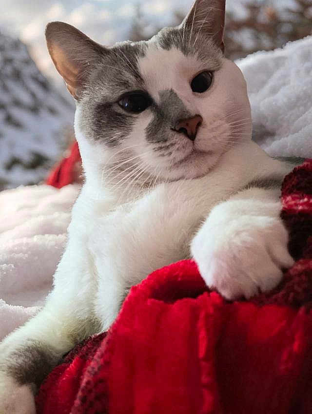 Mrs Parker joined the competition — help win amazing prizes! cat, close_up, animal, pet, feline, whiskers, paw, blanket, red_blanket, white_fur, gray_fur, outdoor, snow, winter, cozy, relaxed, portrait, soft_light, cute, domestic_animal