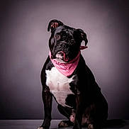 Maggie Mae is registered to the contest to win money with this photo: dog, black_and_white, bandana, pet, animal, cute, tongue_out, portrait, studio, sitting, adorable, friendly, domestic_animal, pet_accessory, canine, fur, expression, indoor, background, looking