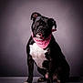 dog, black_and_white, bandana, pet, animal, cute, tongue_out, portrait, studio, sitting, adorable, friendly, domestic_animal, pet_accessory, canine, fur, expression, indoor, background, looking