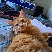 Red is registered to the contest to win money with this photo: bed, blanket, cat, closeup, curious, cushion, ears, eyes, feline, fluffy, fur, indoor, living_room, orange_cat, papers, pet, phone, relaxed, tv_box, whiskers