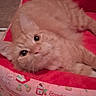 Red joined the competition — help win amazing prizes! animal, bed, cat, closeup, comfort, cozy, curious, cute, cute_pet, domestic_cat, feline, fur, indoor, orange_tabby, pet_bed, pink, relaxed, resting, strawberry_shortcake, wide_eyes