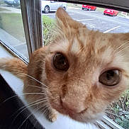 Red is registered to the contest to win money with this photo: cat, orange_tabby, close_up, whiskers, window, windowsill, outdoor, car, parking_lot, sidewalk, grass, plants, pet, curious, face, animal, fur, domestic, blurred_background, indoor