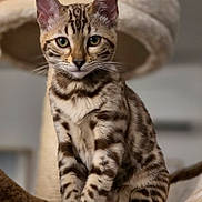 Asteria a rejoint le concours — aidez-le/la à gagner de superbes lots ! cat, spotted_cat, feline, pet, animal, fur_pattern, ears, whiskers, eyes, cat_tree, indoor, close_up, sitting, brown, black_spots, domestic_cat, cute, young_cat, portrait, furry