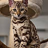 cat, spotted_cat, feline, pet, animal, fur_pattern, ears, whiskers, eyes, cat_tree, indoor, close_up, sitting, brown, black_spots, domestic_cat, cute, young_cat, portrait, furry
