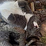 Jessie is registered to the contest to win money with this photo: animal, cat, chair, closeup, curious, daylight, fur, grass, gray_cat, green_eyes, logs, lying_down, nature, outdoor, pet, relaxed, tree_stump, whiskers, white_cat, wood