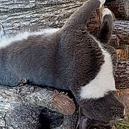 Jessie is registered to the contest to win money with this photo: animal, cat, chair, daylight, feline, fur, grass, gray_cat, greenery, logs, nature, outdoor, pet, relaxed, resting, sprawled, table, whiskers, white_cat, woodpile