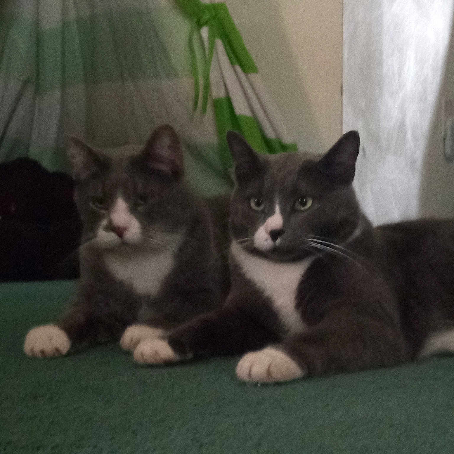 Franky N Jessy James