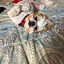 Bentley is registered to the contest to win money with this photo: dog, bed, blanket, patterned, bandana, pet, cute, fluffy, lying_down, relaxed, indoor, cozy, fur, whiskers, small_dog, domestic_animal, resting, head, nose, eyes