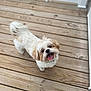 Bentley joined the competition — help win amazing prizes! dog, small_dog, happy, tongue_out, fur, pet, canine, outdoor, wooden_deck, railing, looking_up, white_fur, brown_fur, collar, smiling, domestic_animal, animal, cute, friendly, playful