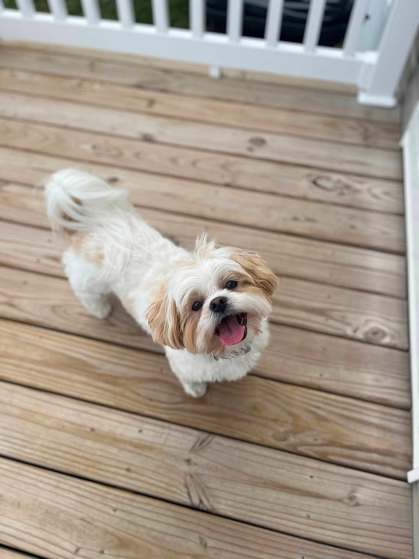 Bentley joined the competition — help win amazing prizes! dog, small_dog, happy, tongue_out, fur, pet, canine, outdoor, wooden_deck, railing, looking_up, white_fur, brown_fur, collar, smiling, domestic_animal, animal, cute, friendly, playful