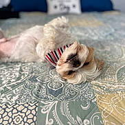 Bentley joined the competition — help win amazing prizes! dog, pet, bed, quilt, bandana, striped, fluffy, lying_down, relaxed, cute, indoor, patterned, fabric, home, fur, smile, animal, cozy, pillow, resting