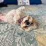 dog, pet, bed, quilt, bandana, striped, fluffy, lying_down, relaxed, cute, indoor, patterned, fabric, home, fur, smile, animal, cozy, pillow, resting