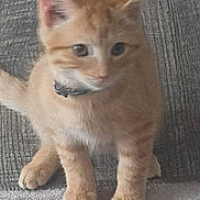 Phoenix joined the competition — help win amazing prizes! kitten, cat, orange_tabby, collar, pet, animal, fur, indoor, floor, rug, curious, small, young, cute, whiskers, ears, paws, feline, domestic, sitting
