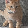 kitten, cat, orange_tabby, collar, pet, animal, fur, indoor, floor, rug, curious, small, young, cute, whiskers, ears, paws, feline, domestic, sitting