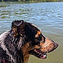Arya participe au concours pour gagner de l'argent avec cette photo : animal, canine, collar, daylight, dog, ears, fur, happy, lake, muzzle, nature, outdoor, portrait, side_view, sky, snout, tongue, trees, water, wet