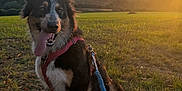 Arya a rejoint le concours — aidez-le/la à gagner de superbes lots ! animal, canine, clouds, dog, evening, field, grass, happy, harness, landscape, leash, nature, outdoor, pet, playful, sitting, sky, sunlight, sunset, tongue