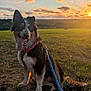 animal, canine, clouds, dog, evening, field, grass, happy, harness, landscape, leash, nature, outdoor, pet, playful, sitting, sky, sunlight, sunset, tongue