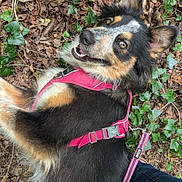 Arya participe au concours pour gagner de l'argent avec cette photo : animal, canine, closeup, companion, dog, fur, ground, happy, ivy, jeans, leaves, nature, outdoor, person_leg, pet, pink_harness, playful, relaxed, smiling, walking_leash