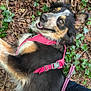 animal, canine, closeup, companion, dog, fur, ground, happy, ivy, jeans, leaves, nature, outdoor, person_leg, pet, pink_harness, playful, relaxed, smiling, walking_leash
