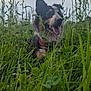 Arya a rejoint le concours — aidez-le/la à gagner de superbes lots ! animal, canine, cloudy, collar, daylight, dog, field, fur, grass, greenery, happy, leaves, nature, outdoor, panting, pet, sitting, sky, tongue_out, wild_plants