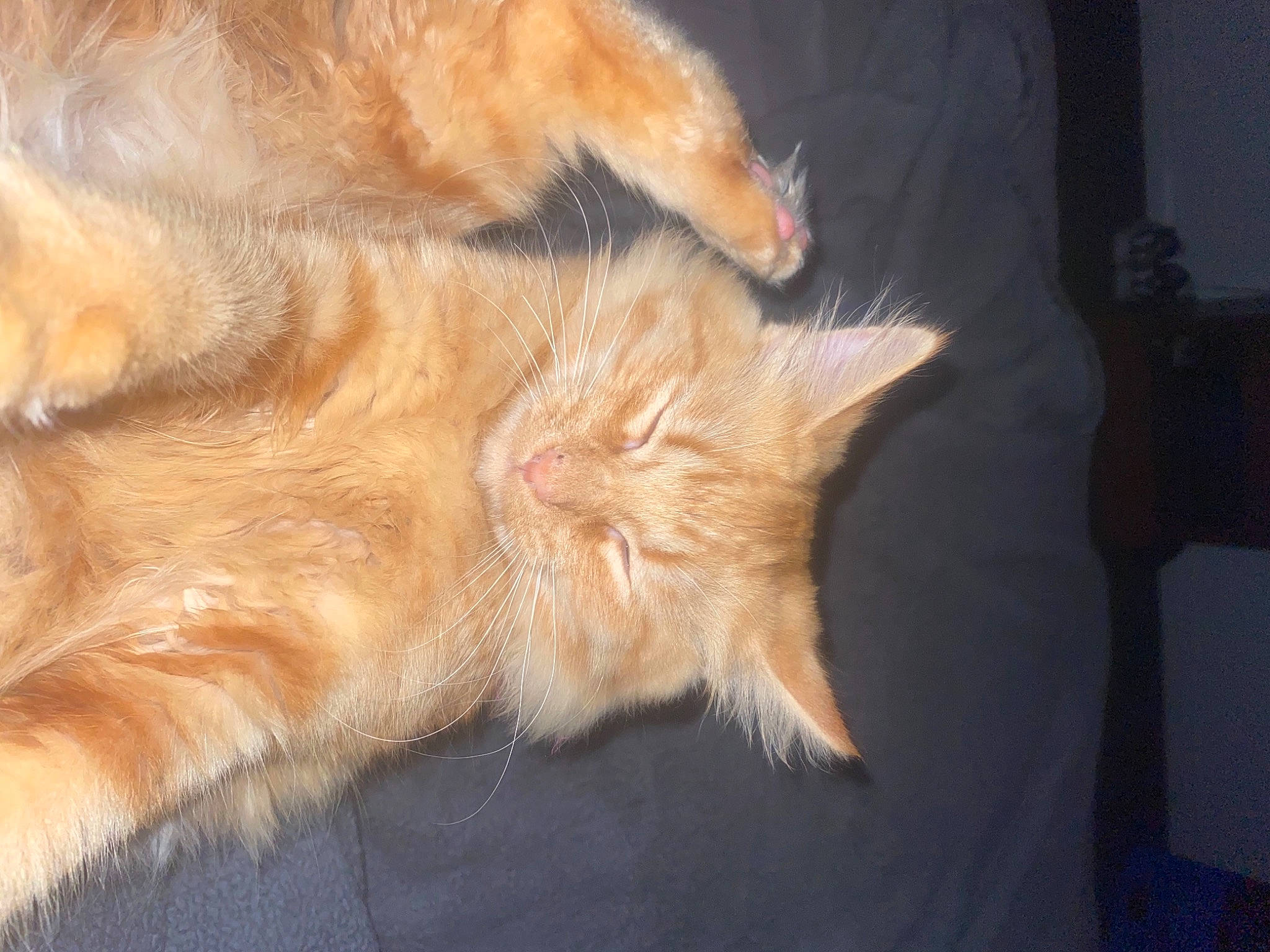 Mittens joined the competition — help win amazing prizes! canidae, carnivore, cat, claw, comfort, dog_breed, fawn, felidae, fur, human_leg, nap, paw, sleep, small_to_medium_sized_cats, snout, sporting_group, tail, terrestrial_animal, whiskers