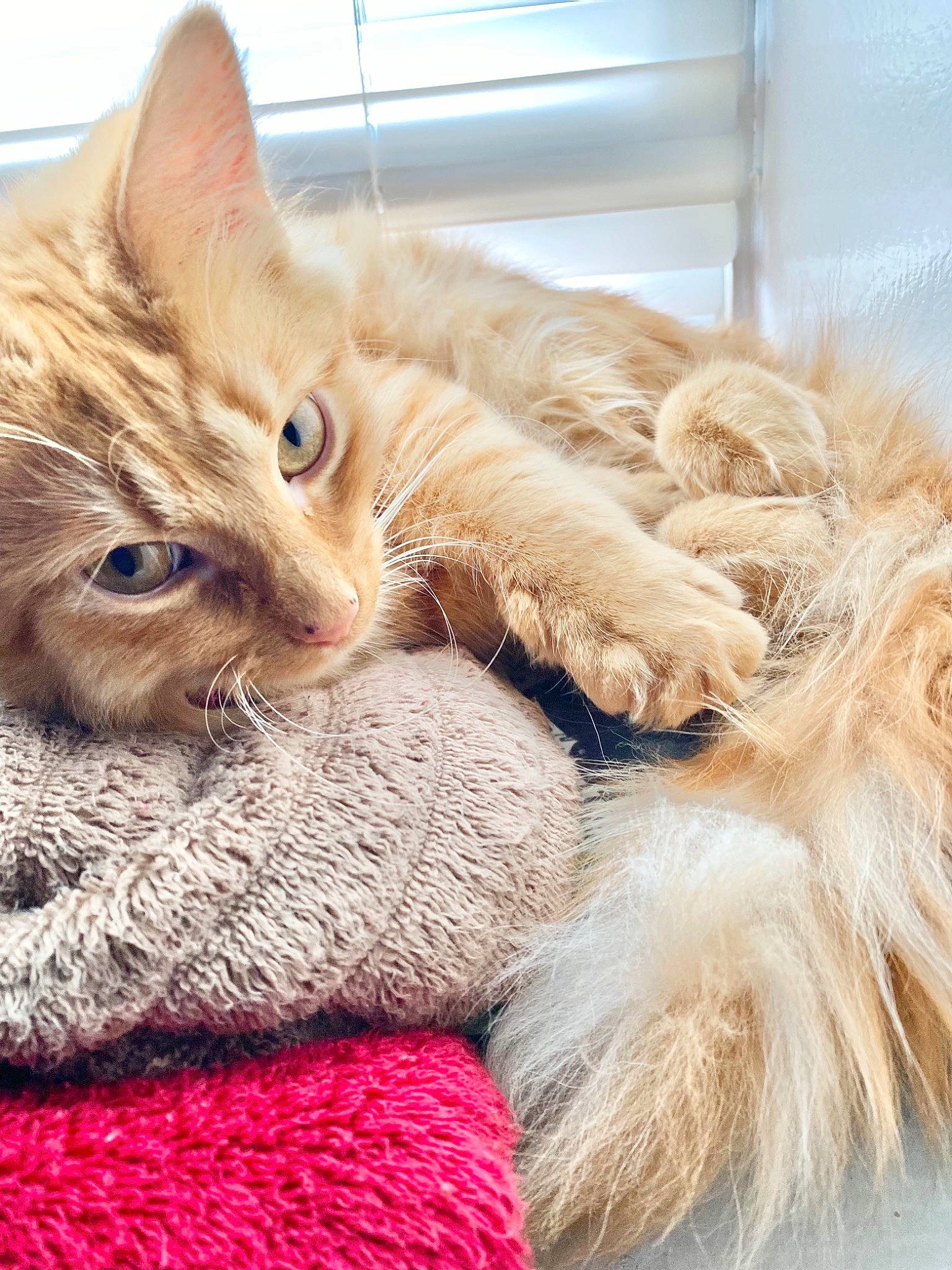 Mittens joined the competition — help win amazing prizes! carnivore, cat, claw, comfort, domestic_short_haired_cat, fawn, felidae, fur, mammal, nap, paw, plant, small_to_medium_sized_cats, snout, tail, thread, tree, whiskers, window, wool