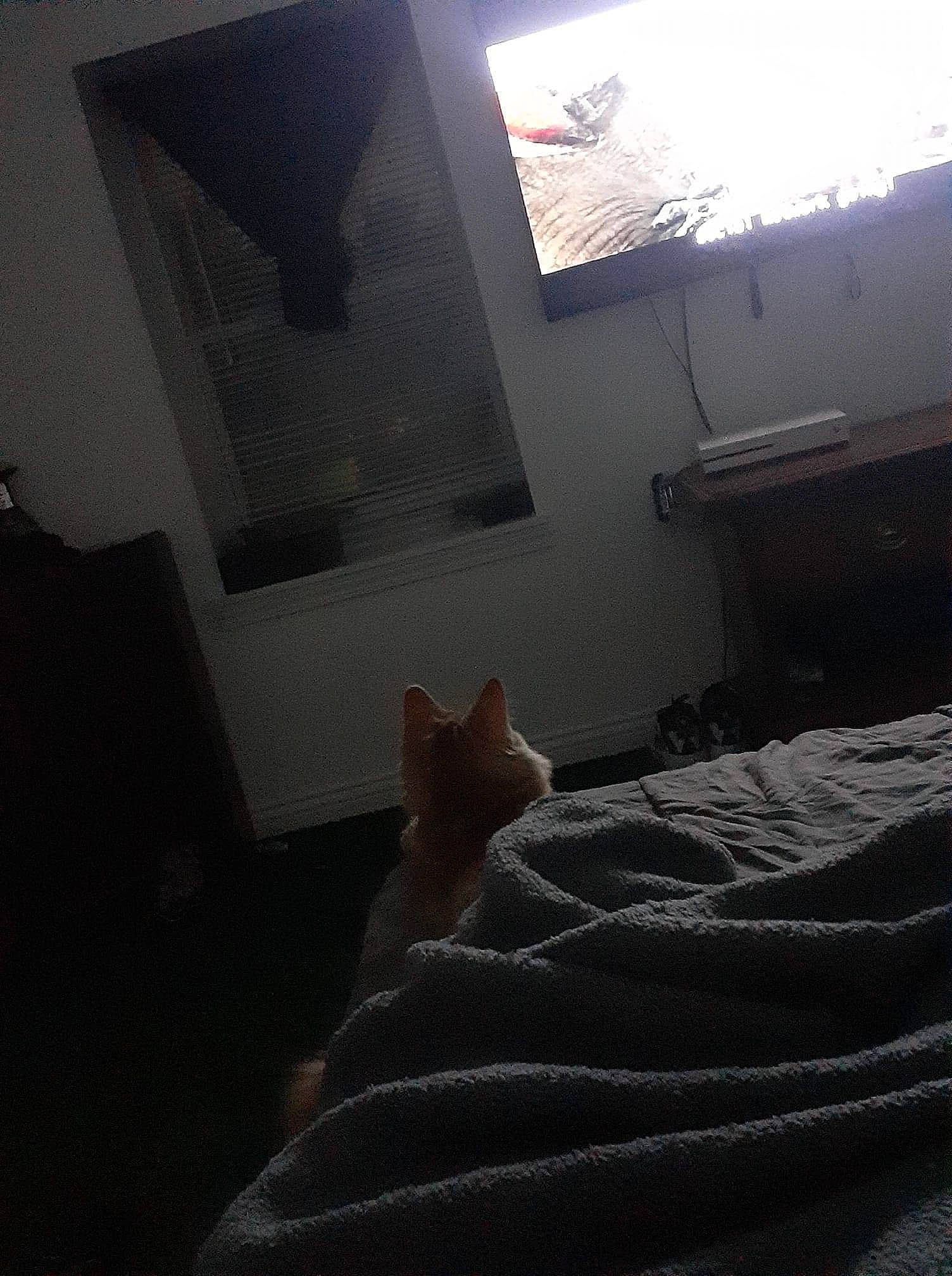 Mittens is registered to the contest to win money with this photo: architecture, bed, bedding, cat, chair, comfort, darkness, felidae, floor, flooring, grey, hardwood, interior_design, linens, room, small_to_medium_sized_cats, tints_and_shades, whiskers, window, wood