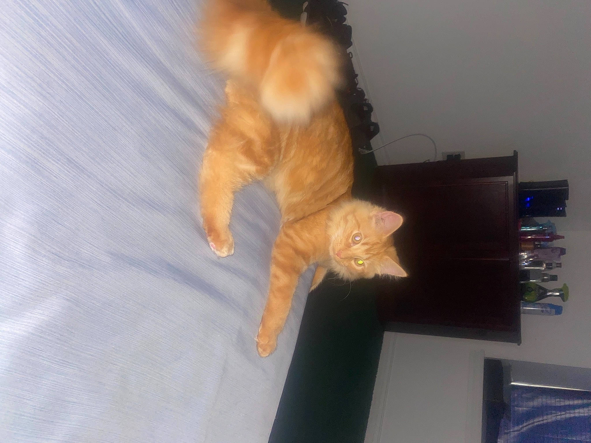 Mittens joined the competition — help win amazing prizes! carnivore, cat, claw, comfort, domestic_short_haired_cat, fawn, felidae, flooring, fur, hardwood, paw, plant, room, small_to_medium_sized_cats, snout, tail, whiskers, wood