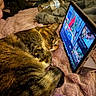 cat, tabby_cat, tablet, blanket, indoor, feline, resting, fur, home, technology, screen, video, water_bottle, soft_texture, relaxation, bedroom, curled_up, domestic_animal, cozy, casual
