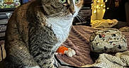 Bowie Brooklyn is registered to the contest to win money with this photo: cat, tabby, green_eyes, plush, pillow, video_game_controller, bed, blanket, fairy_lights, board_games, shelf, room, decor, toy, cozy, indoor, pet, feline, cute, relaxed