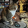 cat, tabby, green_eyes, plush, pillow, video_game_controller, bed, blanket, fairy_lights, board_games, shelf, room, decor, toy, cozy, indoor, pet, feline, cute, relaxed