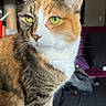 cat, calico_cat, close_up, indoor, green_eyes, pet, feline, whiskers, fur, domestic_animal, animal, mammal, sitting, portrait, looking_away, household, furniture, couch, lighting, soft_focus
