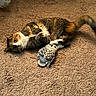 cat, tabby_cat, plush_toy, owl_toy, carpet, indoor, pet, feline, fur, relaxed, animal, cute, cozy, toy, clutching, lying_down, brown, white, soft, home