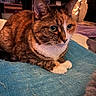cat, tabby_cat, pet, animal, indoor, blanket, blue_blanket, fur, whiskers, green_eyes, ears, paws, bedroom, fairy_lights, board_games, shelf, soft_lighting, cozy, resting, closeup