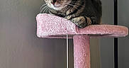 Rhombus Roux is registered to the contest to win money with this photo: animal, cat, cat_tree, cozy, curious, cute, domestic, feline, fur, home, indoor, lamp, perched, pet, pink, playful, resting, soft, tabby_cat, whiskers