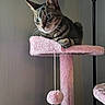 Rhombus Roux is registered to the contest to win money with this photo: cat, tabby_cat, pet, indoor, cat_tree, pink, perched, fur, whiskers, lamp, home, cozy, feline, resting, playful, animal, cute, soft, curious, domestic
