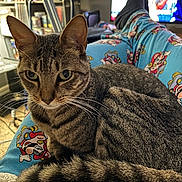 Rhombus Roux joined the competition — help win amazing prizes! animal, blanket, casual, cat, colorful_clothing, cozy, entertainment, furniture, home, indoor, lap, pajamas, person, pet, relaxing, sitting, striped_fur, tabby_cat, television, whiskers